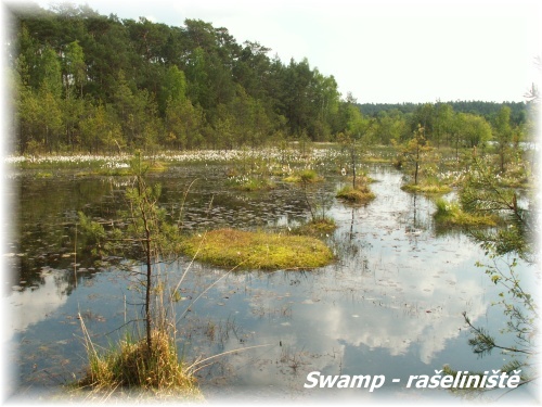 Swamp - rašeliniště