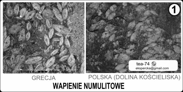 Numulity w wapieniu Numulity w wapieniu