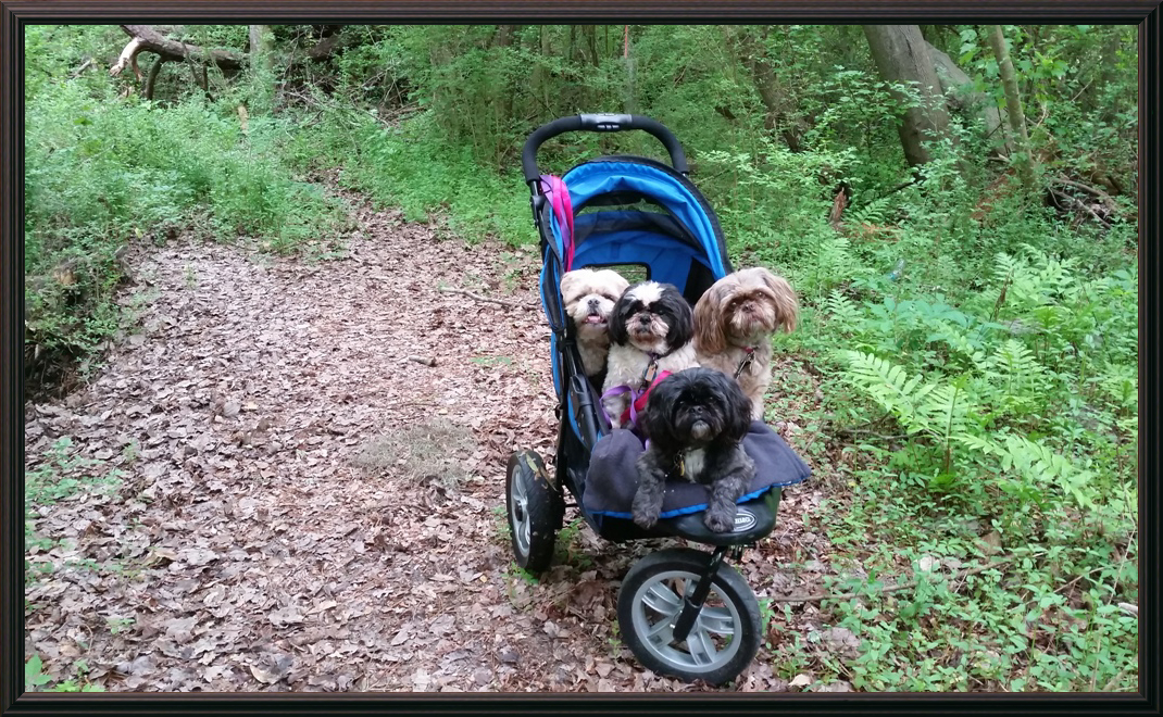 Dogs in a Cart