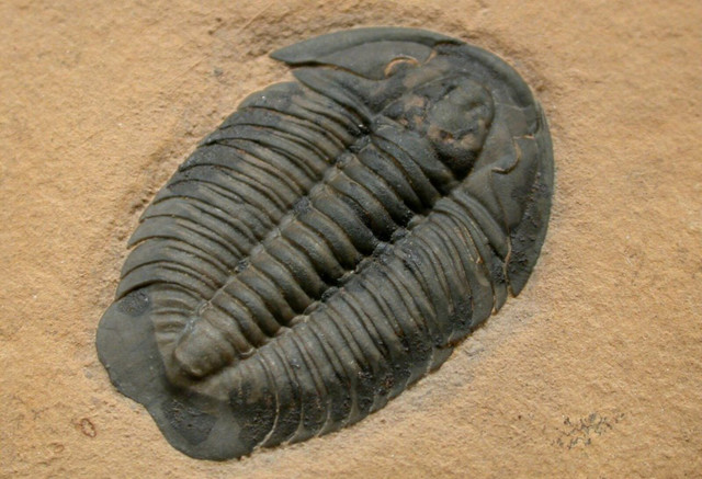 cropped-trilobites