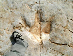 Icnofossil