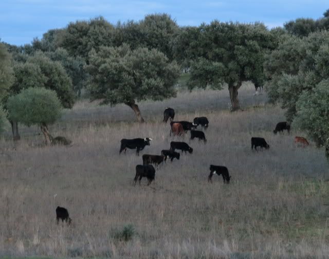 H&aacute; gado bravo2