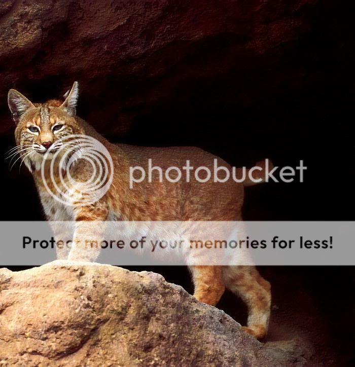 BOBCAT Pictures, Images and Photos