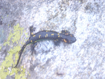 salamandra de Gredos
