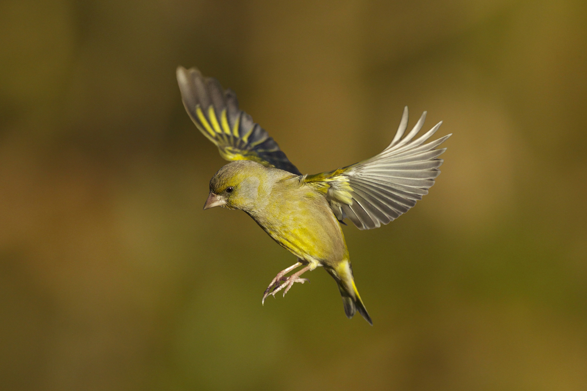 Tapeta na monitor | Zvířata | pták, krása, ptáci světa, Zvonek zelený