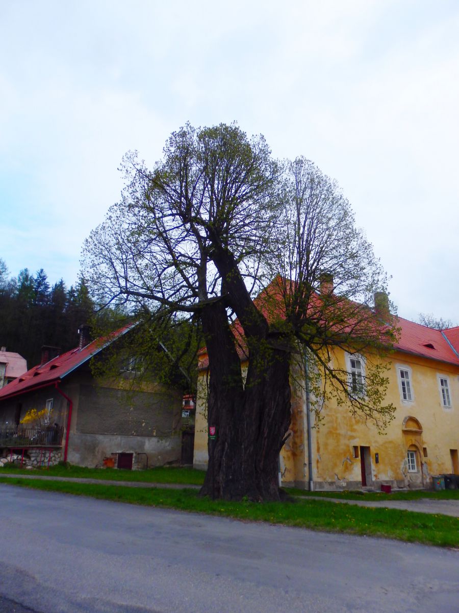 památná lípa u zámku Volšovy
