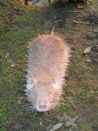 Hungrig? Nutria