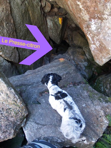 SquamDog prepares to be squozen