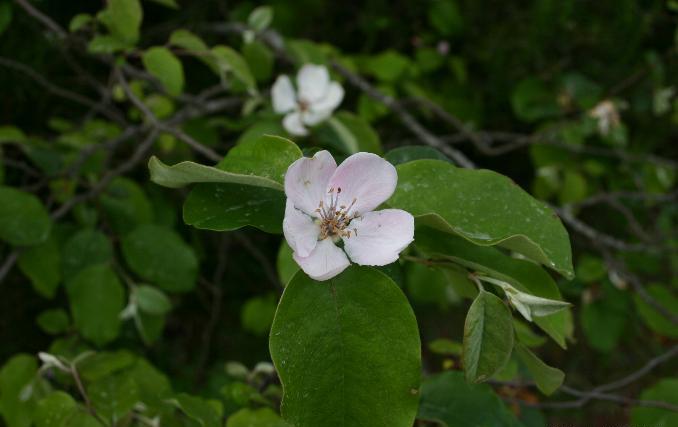 Quince flowers. Photo by Sten Porse; Wikimedia Commons, GFDL & CC-BY-SA-3.0.