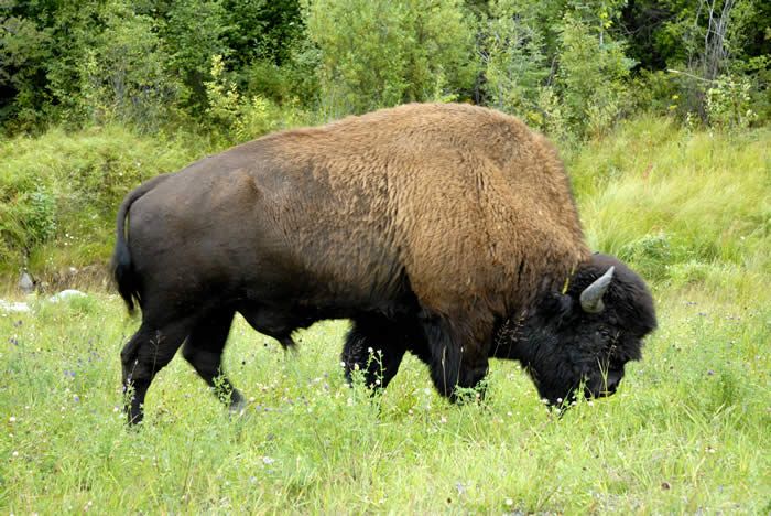 Canadian Bison