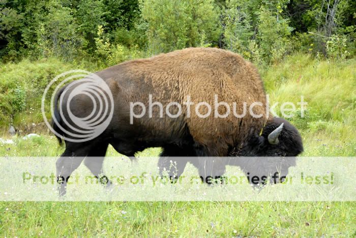 Canadian Bison