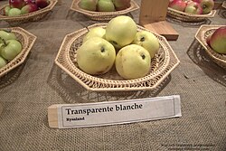 Transparante Blanche