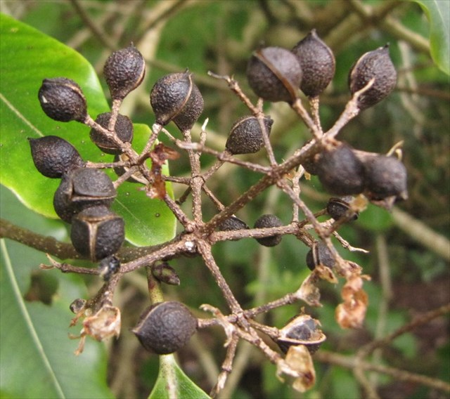 GC60D52 NZ Native Trees #15 - Tarata (Upper Hutt) (Traditional Cache ...