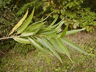 Salix alba - vrba bílá