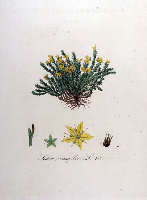 Sedum sexangulare — Flora Batava — Volume v9