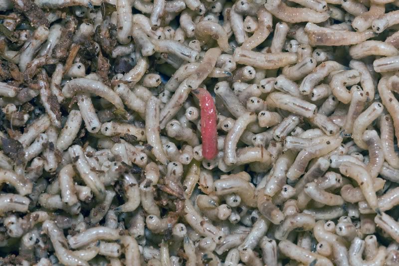maggots photo: Housefly maggots Musca domestica Houseflylarvaesquats.jpg