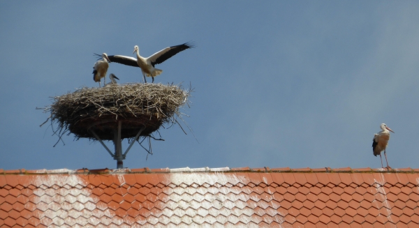 In der Gruppe oder alleine ...