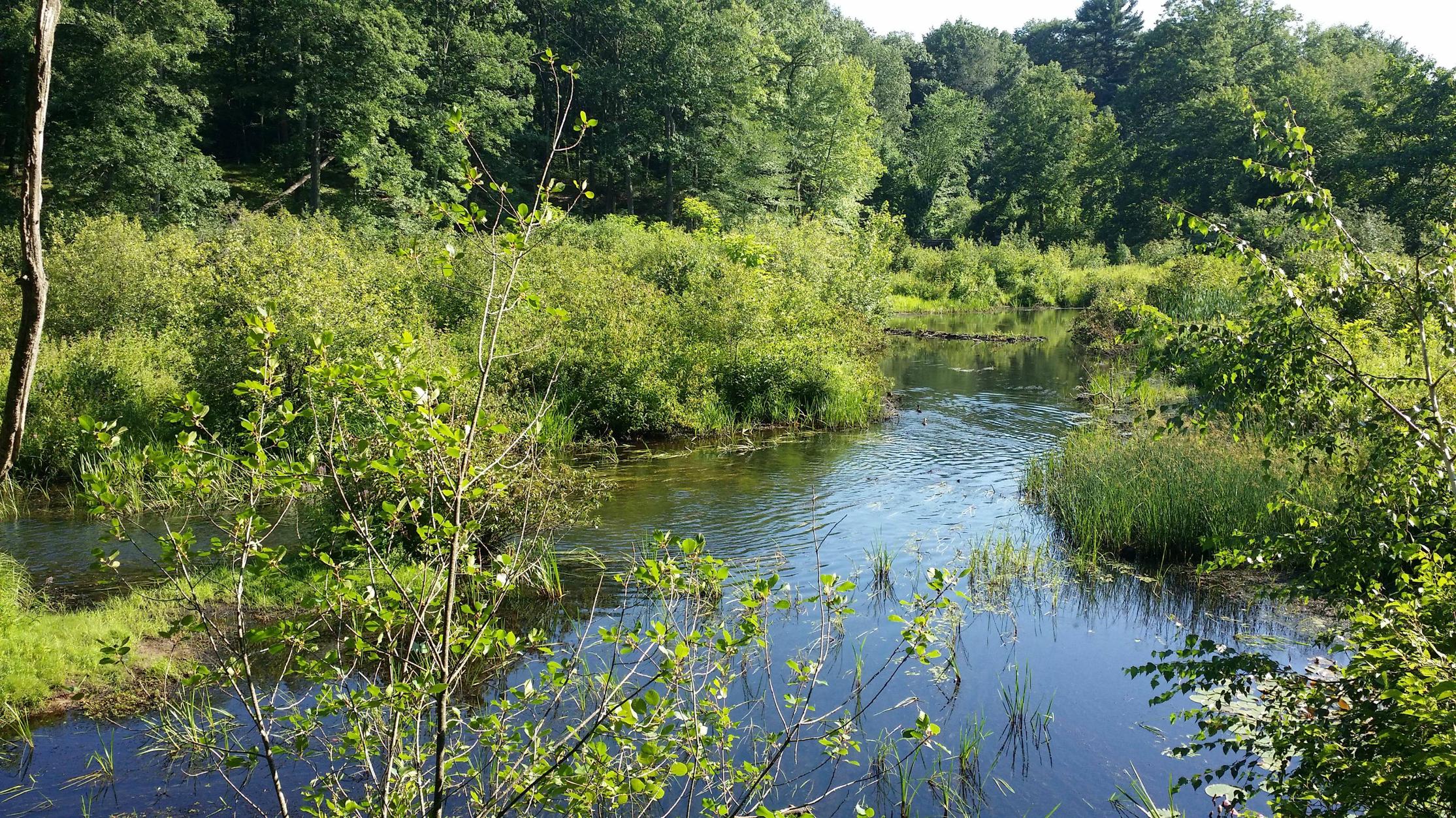 GC5ZRGF Salmon Brook Sanctuary (Traditional Cache) in New Hampshire