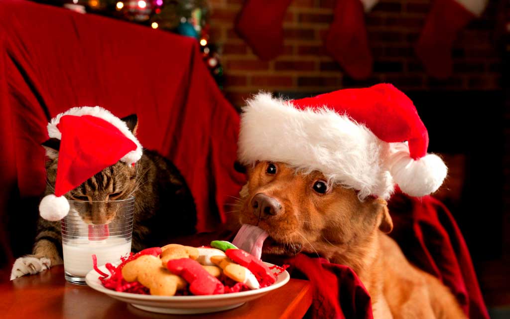 Weihnachtliches Bild mit Katze und Hund