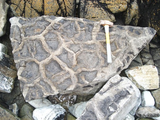 fossil-mud-cracks