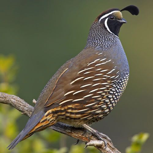 California Quail