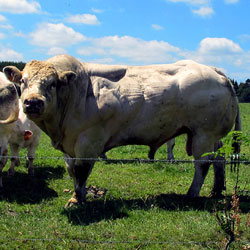 Belgian blue kött i sverige