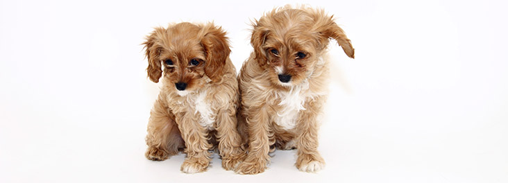Two puppies sitting in a studio © RSPCA photolibrary