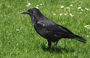 Rabenkrähe (Corvus corone corone)