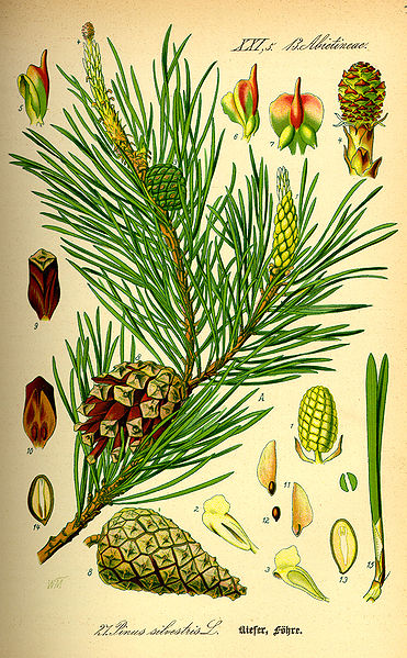 Bild:Illustration Pinus sylvestris0.jpg
