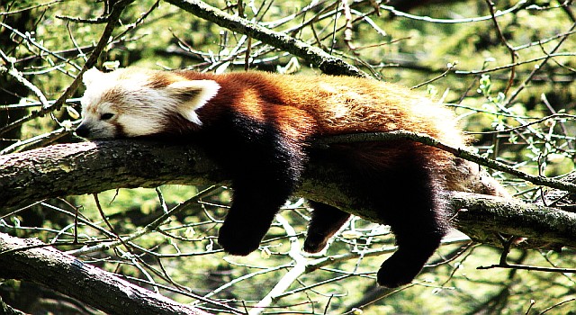 Panda hängt am Baum