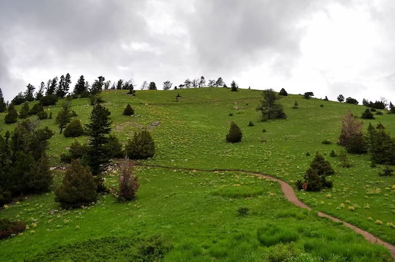 Drinking Horse Profile