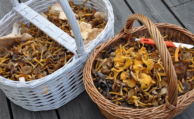 Cueillette de champignons : les principales espèces comestibles, les reconnaitre