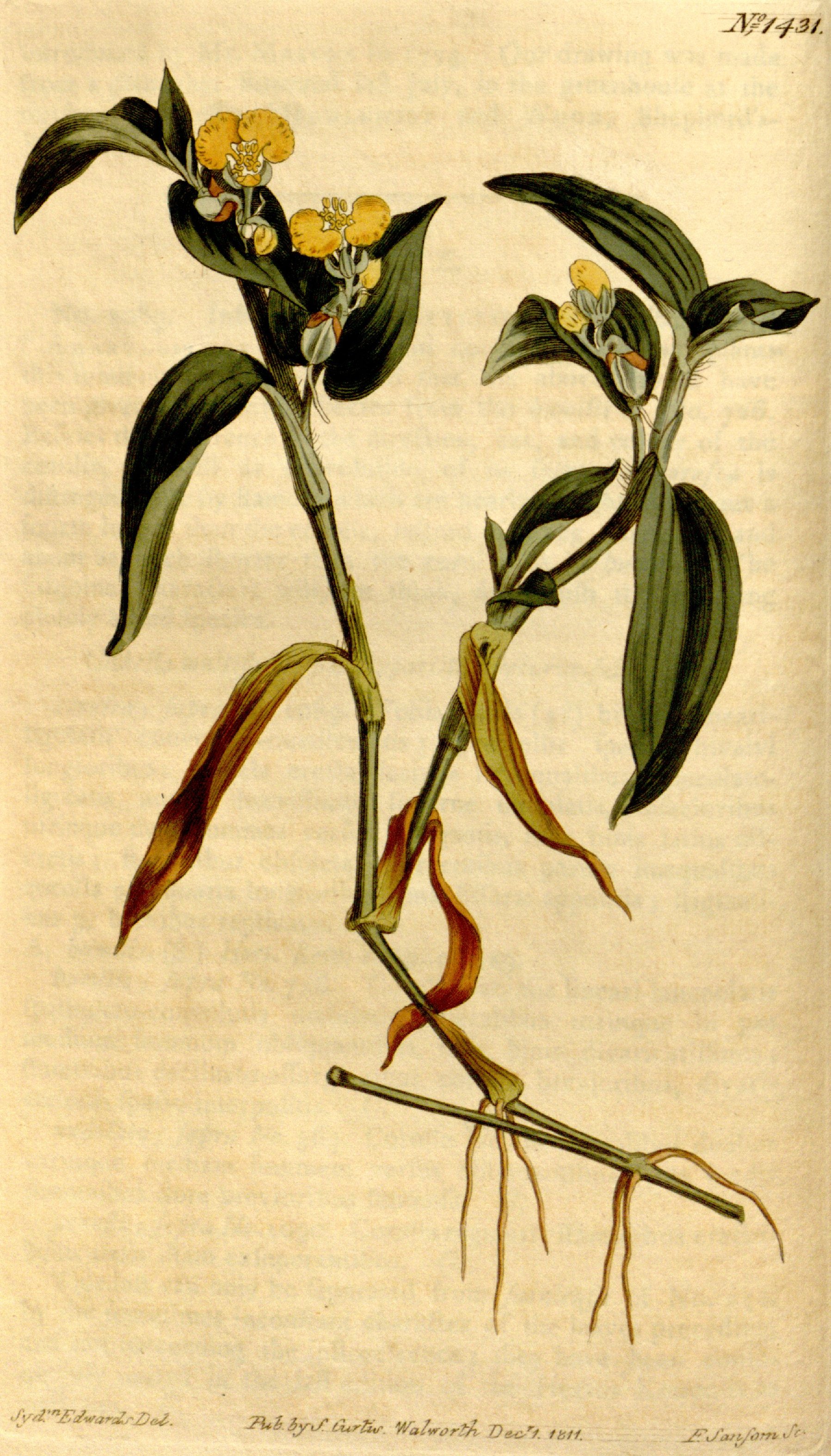 COMMELINA AFRICANA.jpg