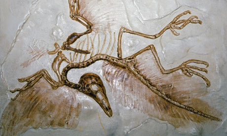 archéopteryx