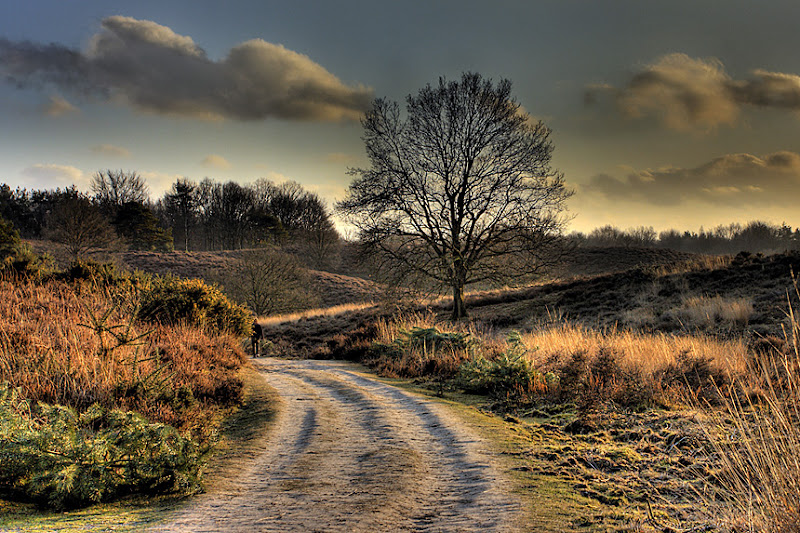 Posbank heathland