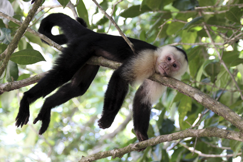 http://animais.culturamix.com/blog/wp-content/gallery/macaco-prego-de-cara-branca-5/Macaco-Prego-de-Cara-Branca-13.jpg