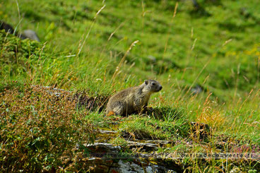 marmotte parc national de la Vanoise