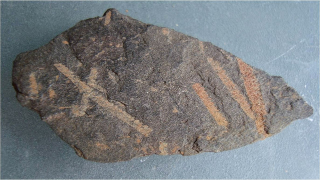 graptolites