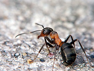 Mrówka rudnica - Formica rufa