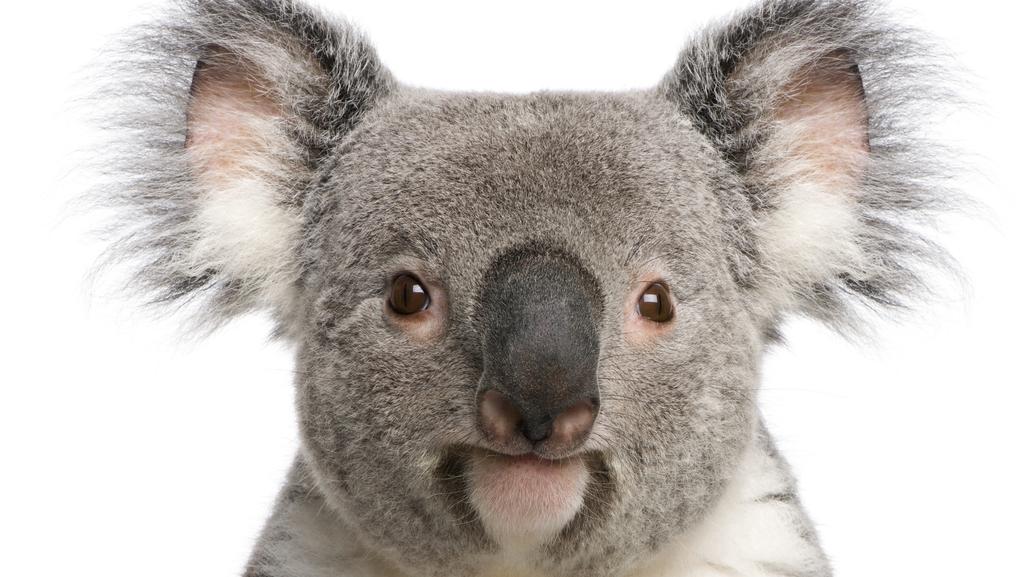 koala"