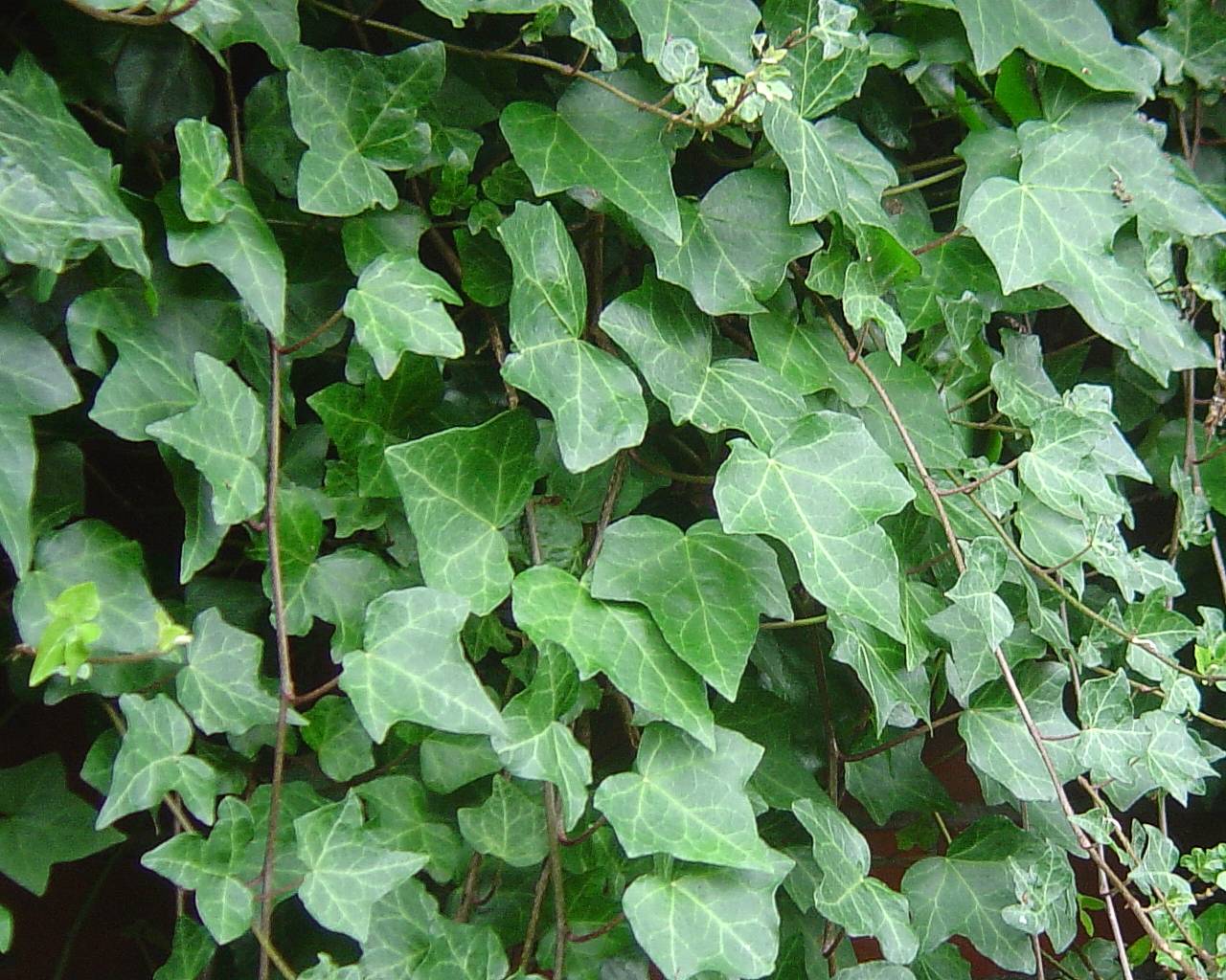 GC5RV8K English Ivy (Letterbox Hybrid) in South East England, United