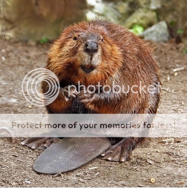 Canadian Beaver