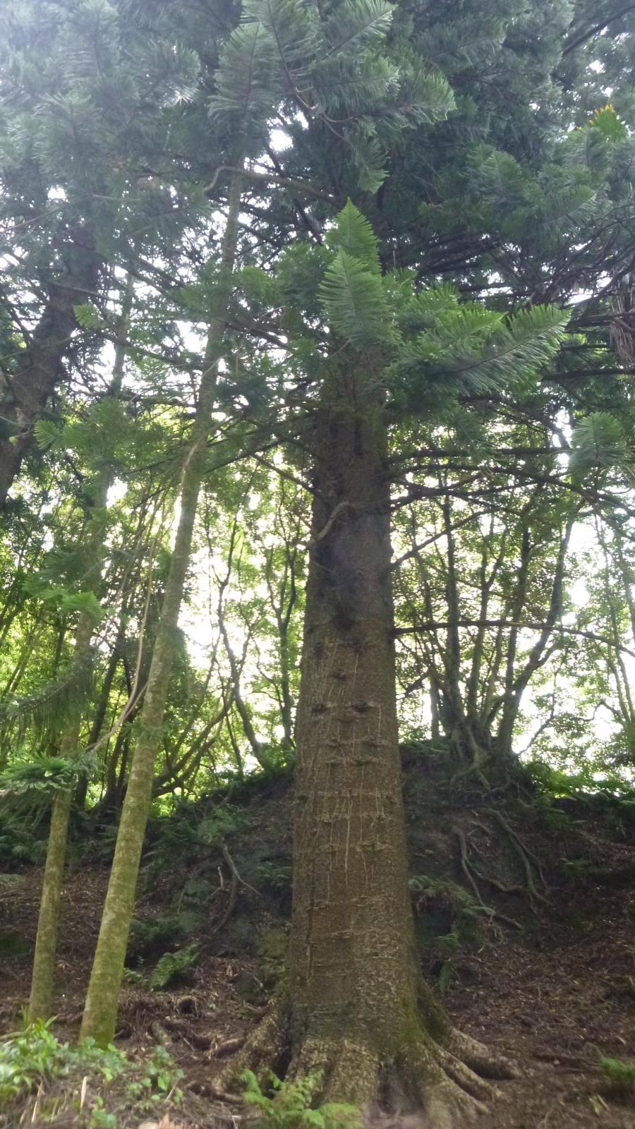 Resultado de imagem para arvore araucaria nas furnas
