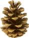 pinecone Pictures, Images and Photos