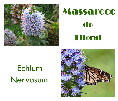 Massaroco do litoral