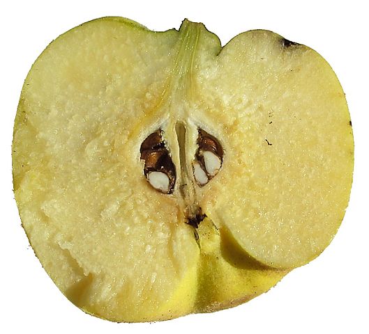 Quince fruit cut along. Photo by David W.; Wikimedia Commons, PD-self.