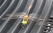Das Vorbild Libelle - Bild aus Wikipedia