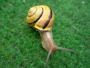 Gastropode 02