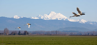 Skagit geese and swans-3 by Bellevue Fine Art Repro (Scott)