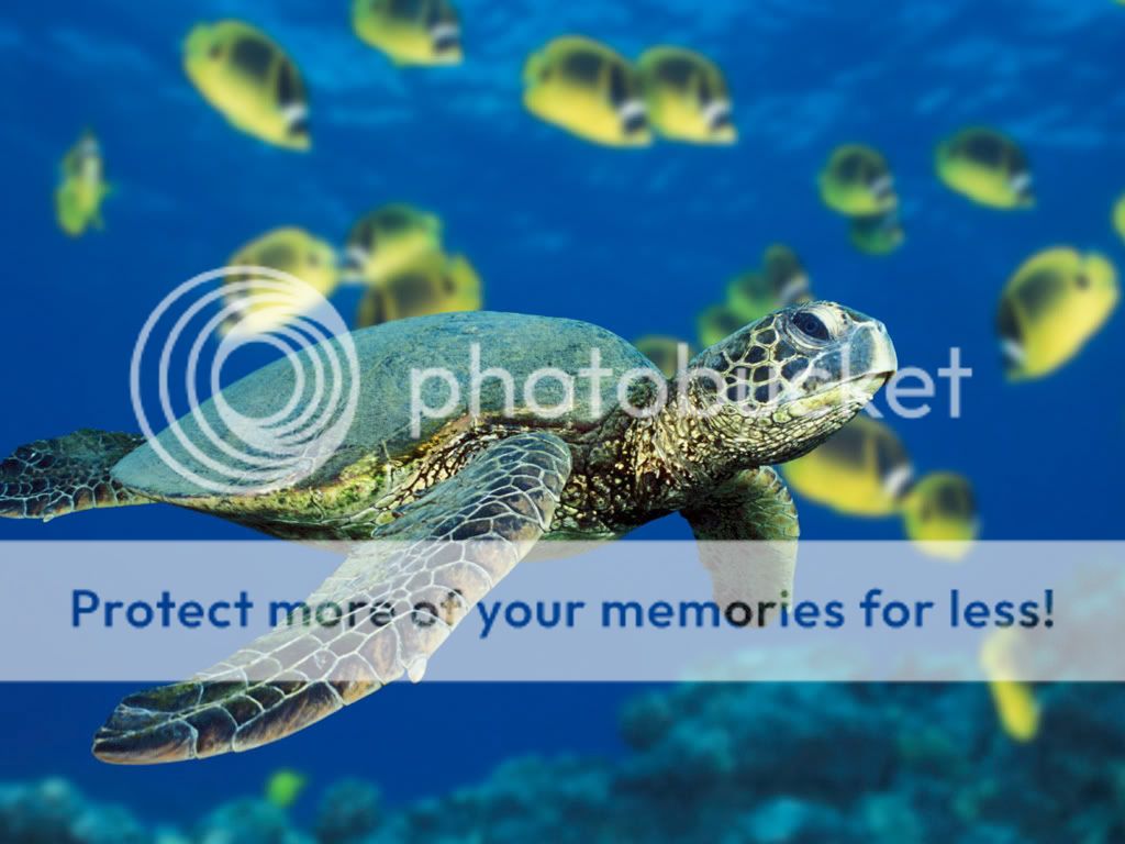 sea green photo: Sea Turtle GreenSeaTurtle.jpg
